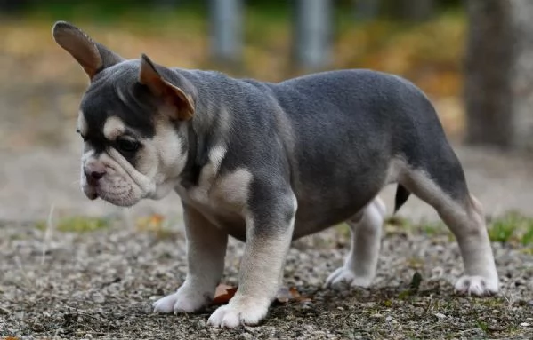 Cucciolo di Bulldog francese maschioe femmina  con pedigreeBulldog francese | Foto 0