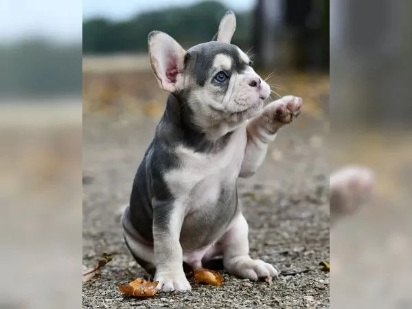 Cucciolo di Bulldog francese maschioe femmina  con pedigreeBulldog francese