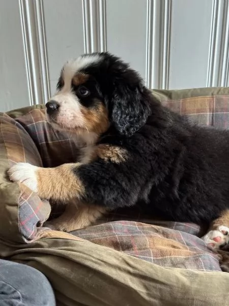 Meravigliosi cuccioli di Bovaro del Bernese | Foto 2