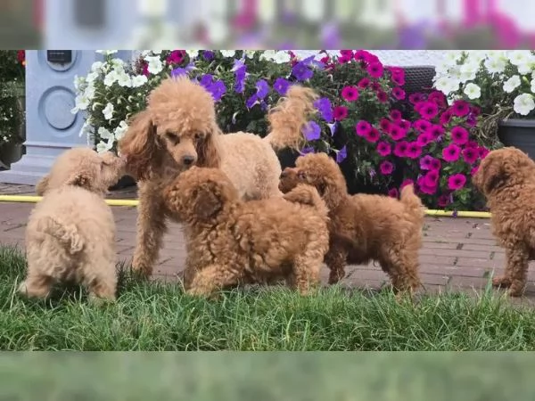 Cuccioli di Barboncino Toy di Razza Pura  Mogano Scuro  con pedigree  pronti per ladozione