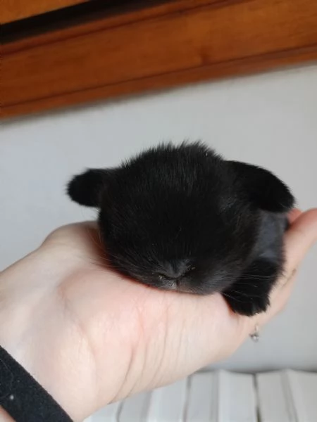 Coniglio minilop selezionato | Foto 1