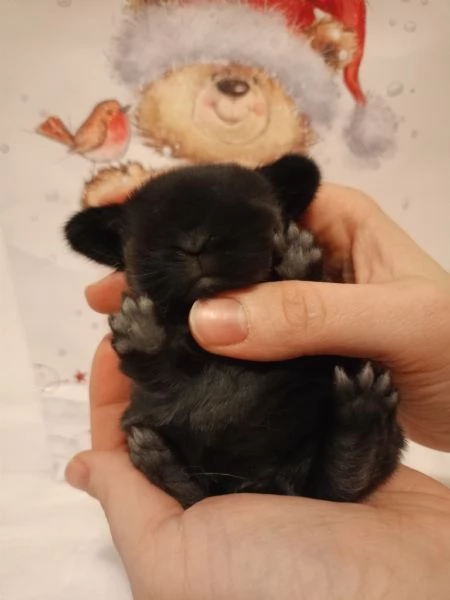 Coniglio minilop selezionato