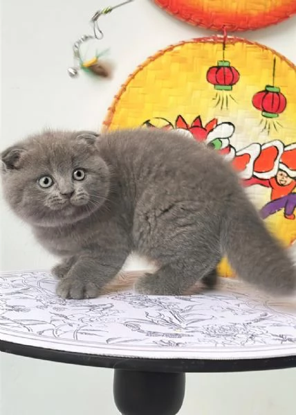 BELLISSIMI Gatti British shorthair | Foto 0