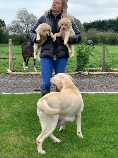 Cuccioli di Golden Retriver | Foto 1