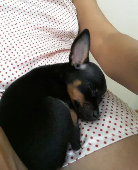 Pinscher Mini cuccioli maschio e femmina