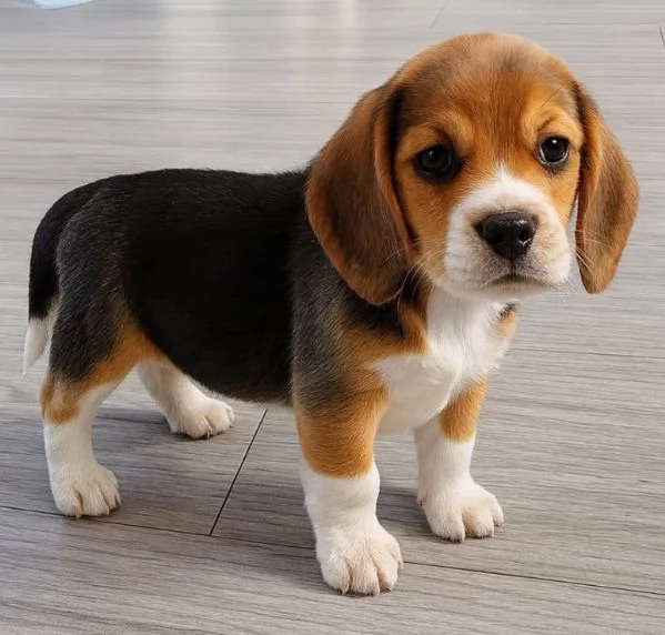 Beaglecuccioli maschio e femmina