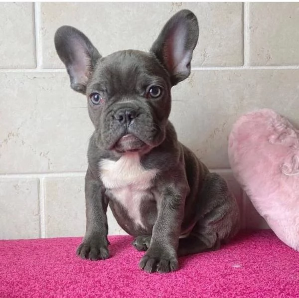 Bulldog Francese cuccioli maschio e femmina