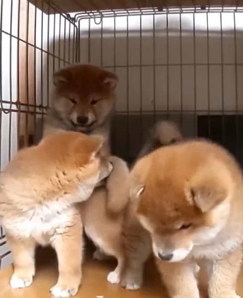 Shiba Inu  cuccioli maschio e femmina