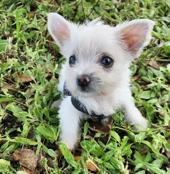 West Highland White Terrier cuccioli maschio e femmina