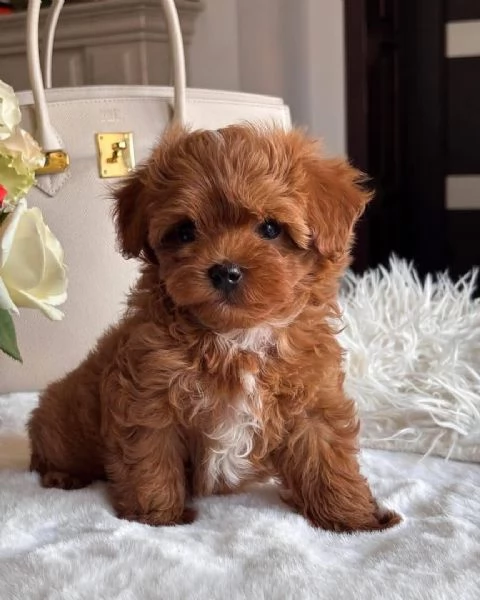 Barboncino Toy cuccioli maschio e femmina