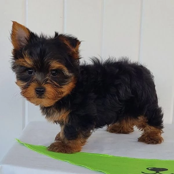 Yorkie toy cuccioli maschio e femmina