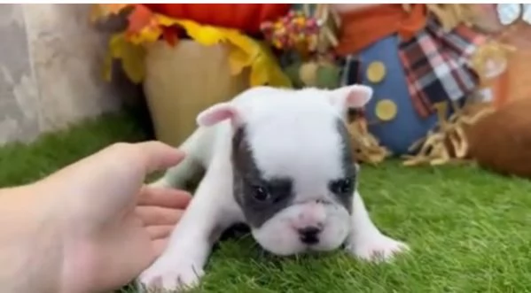 Barboncino toy cuccioli maschio e femmina