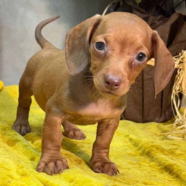 Bassotto cuccioli maschio e femmina
