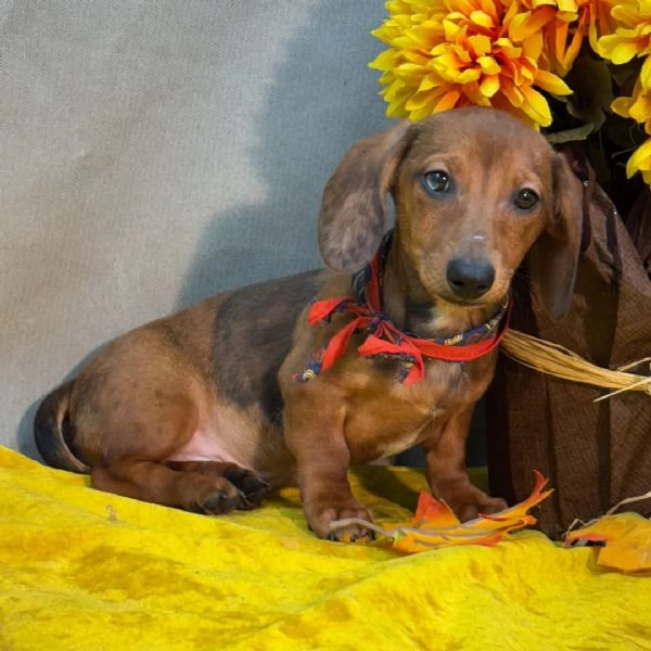 Bassotto cuccioli maschio e femmina | Foto 2