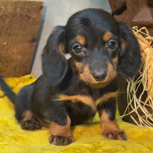 Bassotto cuccioli maschio e femmina | Foto 0