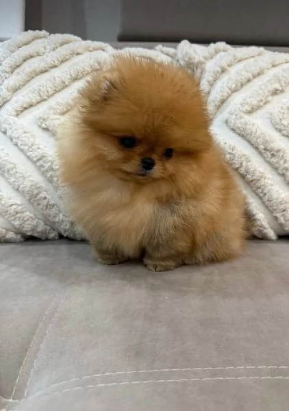 Pomeranian Toy cuccioli maschio e femmina