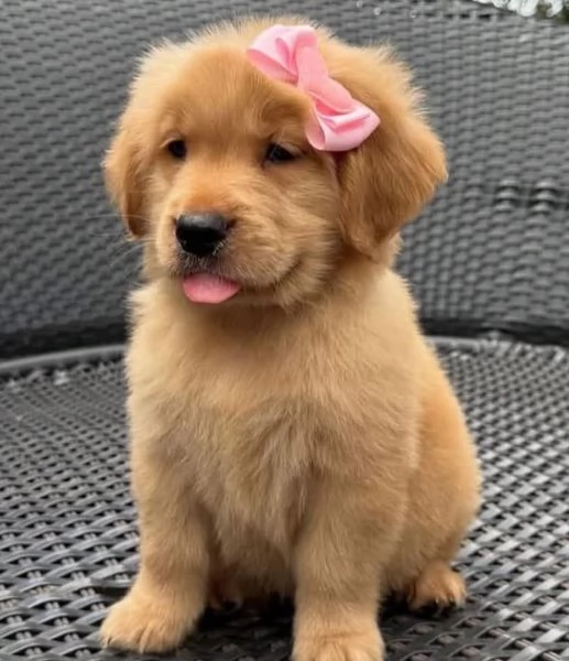 Golden retriever cuccioli maschio e femmina