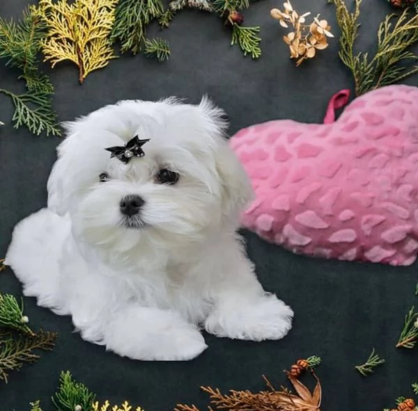 Maltese Cuccioli disponibili | Foto 0
