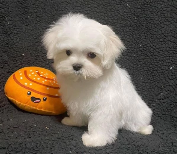 Maltese Cuccioli disponibili