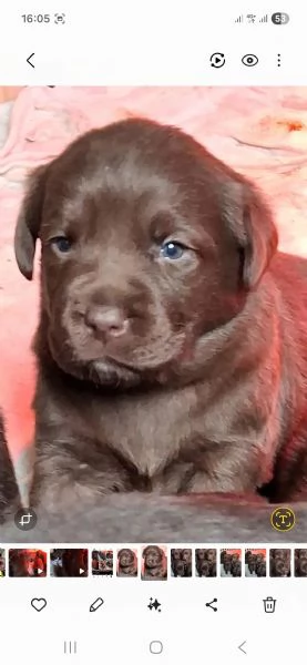 Cuccioli di labrador cioccolato | Foto 4