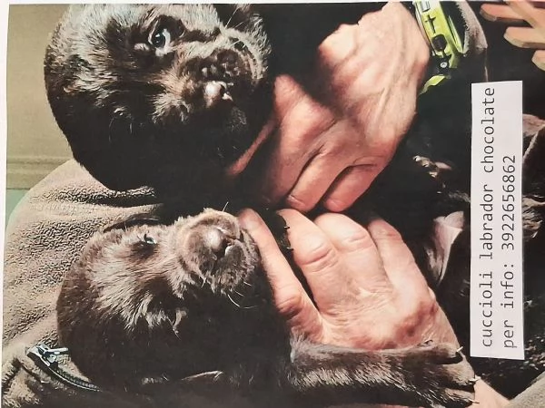 Cuccioli di labrador cioccolato | Foto 3