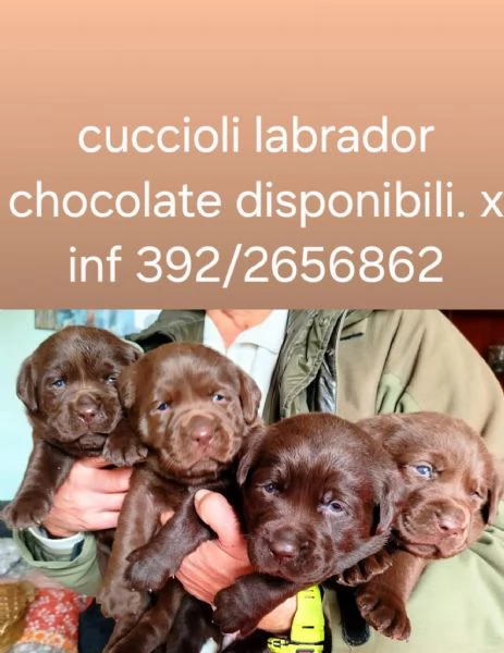 Cuccioli di labrador cioccolato | Foto 2