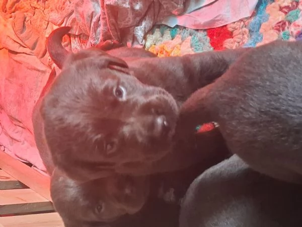 Cuccioli di labrador cioccolato | Foto 0