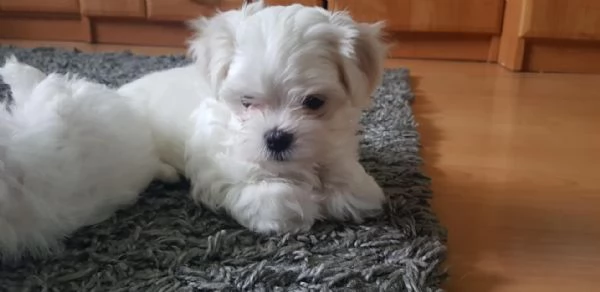 Maltese Toy  | Foto 0