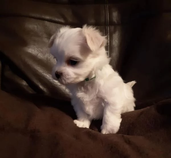 Cuccioli di Maltese Toy | Foto 0