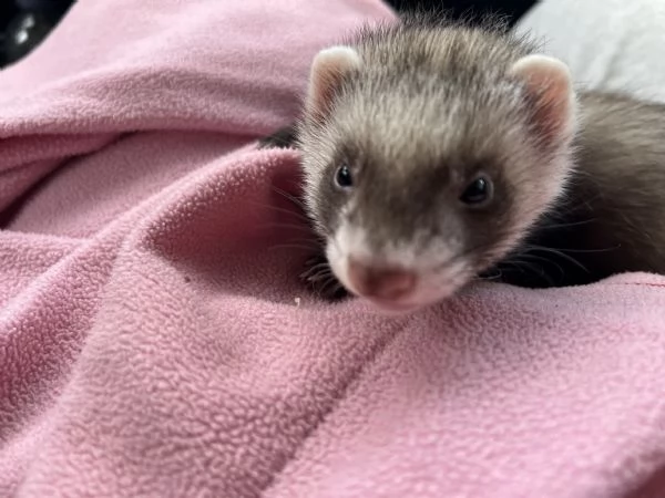 Furetto
