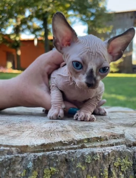 Disponibilitagrave di gattini Sphynx  | Foto 0
