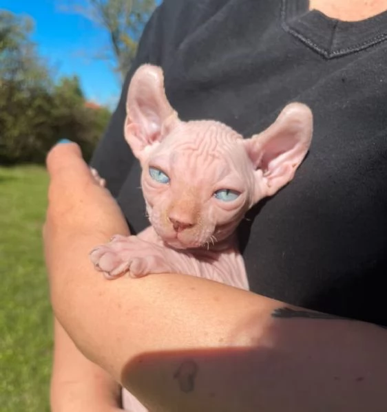 Disponibilitagrave di gattini Sphynx 