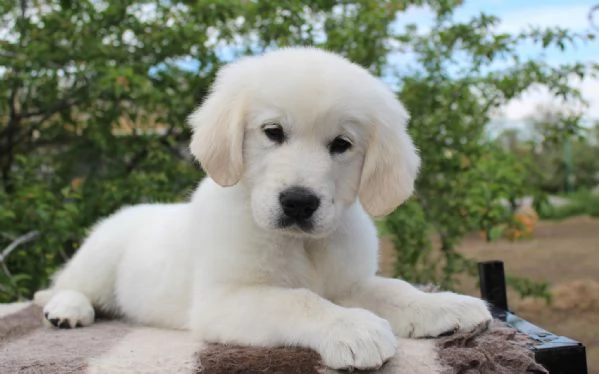 Cuccioli di golden retriever Bianchi