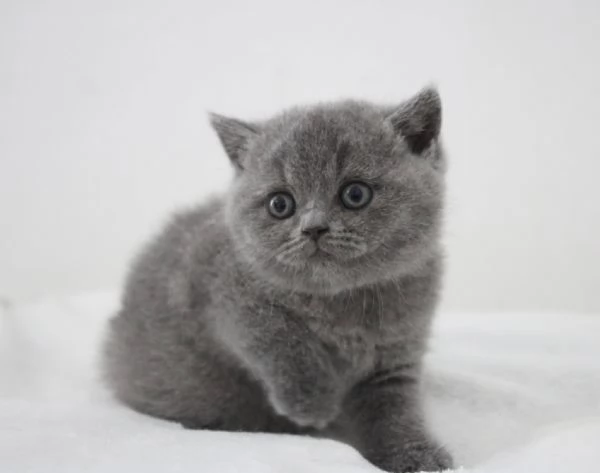 Gattini British Shorthair