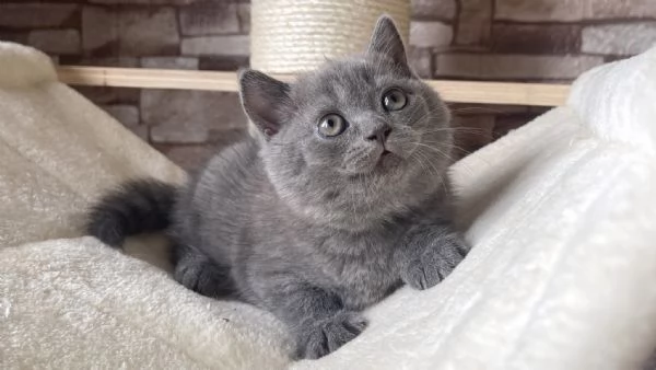 Gatti British shorthair