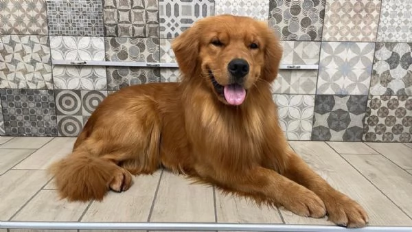 Golden Retriever  100 AMERICANO | Foto 6