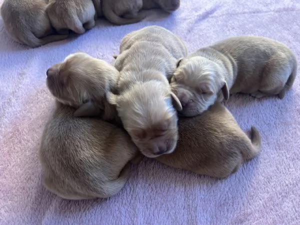 Golden Retriever  100 AMERICANO