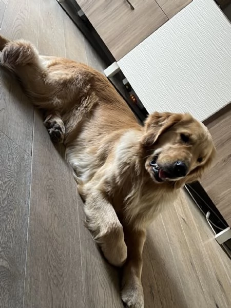 Golden Retriever  100 AMERICANO | Foto 5