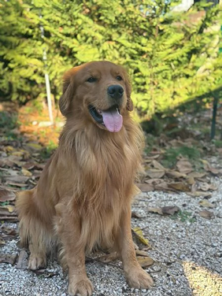 Golden Retriever  100 AMERICANO | Foto 4