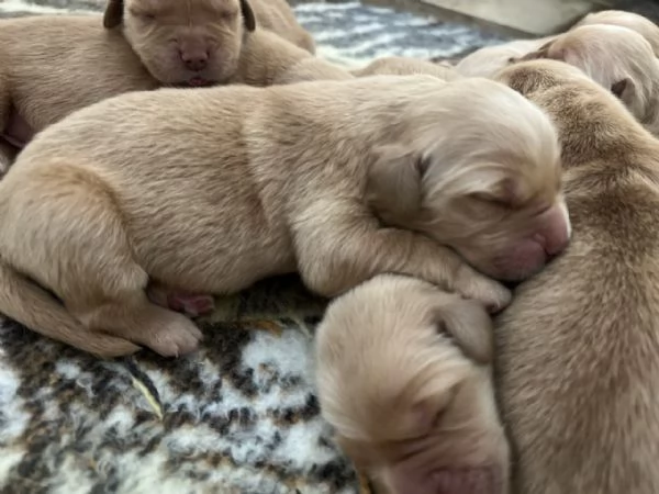 Golden Retriever  100 AMERICANO | Foto 3