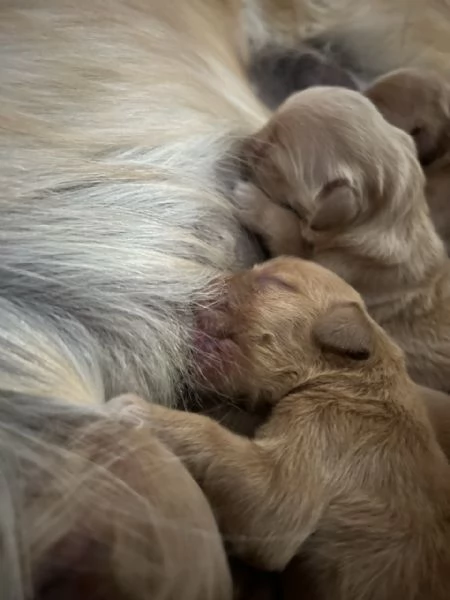 Golden Retriever  100 AMERICANO | Foto 1