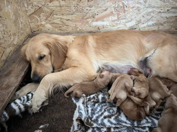 Golden Retriever  100 AMERICANO | Foto 0