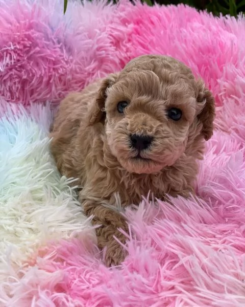 splendido cucciolo di barboncino