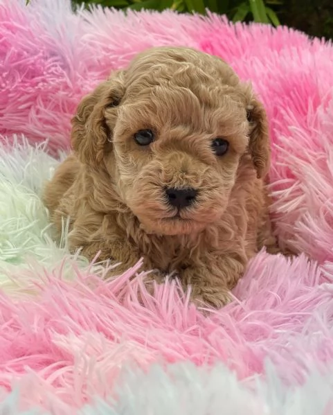 splendido cucciolo di barboncino | Foto 1