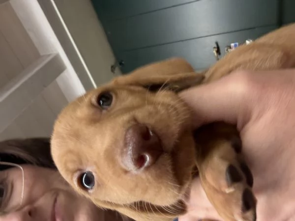 Cuccioli Vizsla bracco ungherese