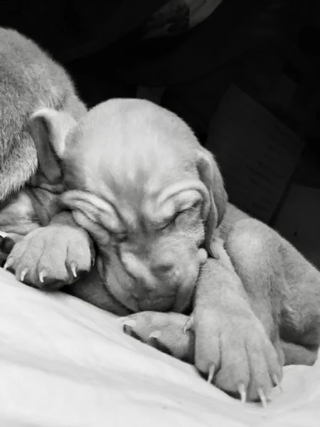 Cuccioli Vizsla bracco ungherese | Foto 2