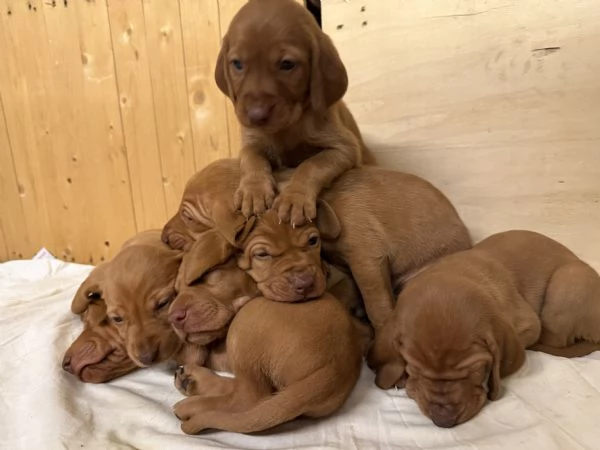 Cuccioli Vizsla bracco ungherese | Foto 1