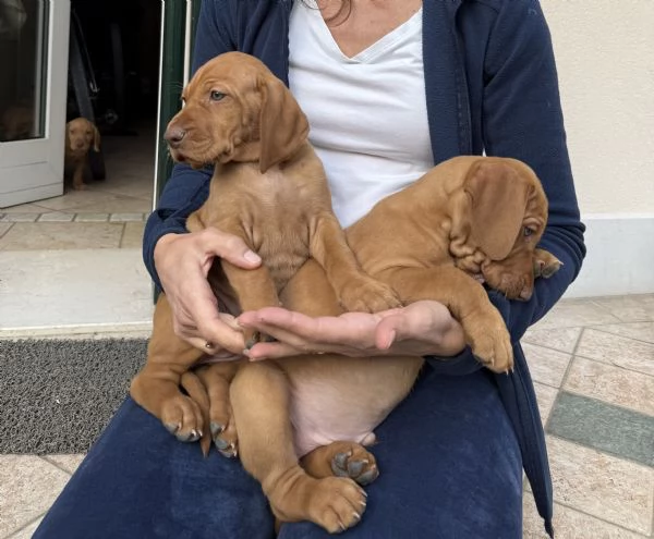 Cuccioli Vizsla bracco ungherese | Foto 0