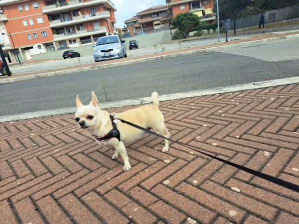 Chihuahua