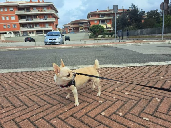 Chihuahua | Foto 0